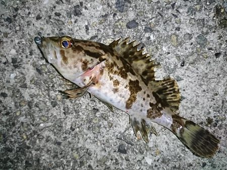 タケノコメバル狙い